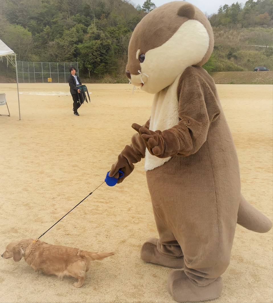 散歩されるカワウソ